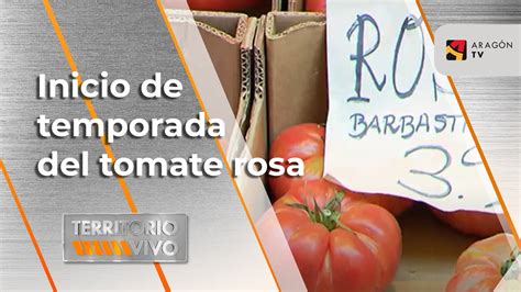 Inicio De La Temporada Del Tomate Rosa Barbastro Territorio Vivo Atv