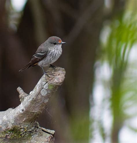 Foto Pr Ncipe Pyrocephalus Rubinus Por En As G Junior Wiki Aves