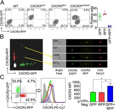 Cutting Edge Cxcr3 Escapes X Chromosome Inactivation In T Cells During