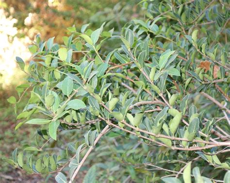 Osmanthus delavayi (Delavay Tea Olive) | North Carolina Extension Gardener Plant Toolbox