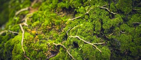 Scandinavian Moss Stock Photos Images And Backgrounds For Free Download