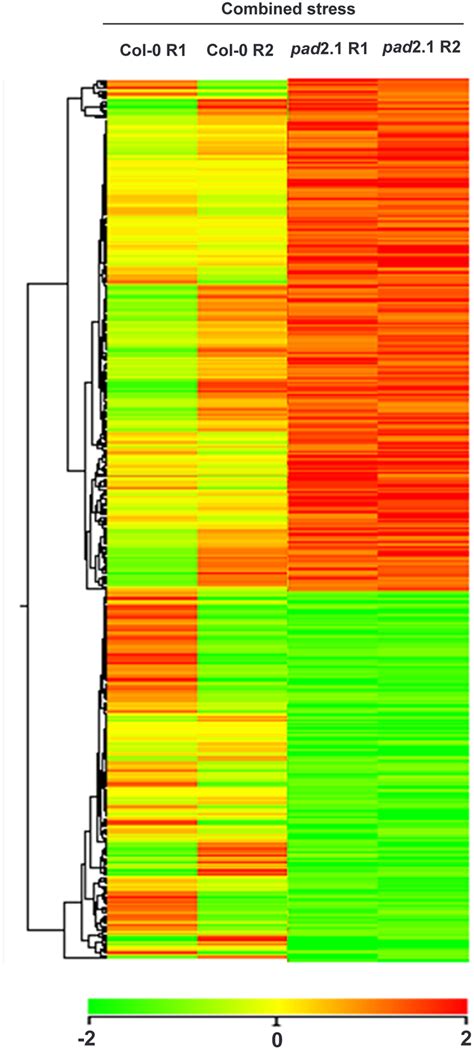 Heat Map With Hierarchical Cluster Tree For Differentially Expressed Download Scientific