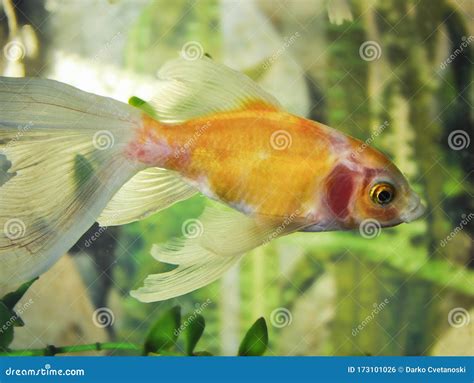 Shubunkins Single Tailed Fancy Goldfish Swimming In Planted Aquarium