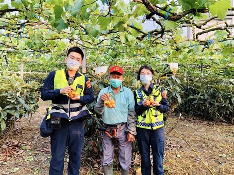 台中新社枇杷採收！東勢警加強護農守護農民心血 生活 自由時報電子報