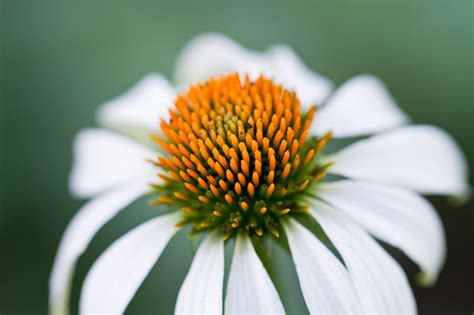 White Coneflower Pictures | Download Free Images on Unsplash