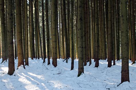 Free Images Nature Branch Snow Cold Winter Wood Sunlight