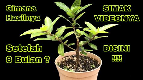 Perkembangan Bahan Bonsai Loa Dari Stek Setelah 8 Bulan YouTube