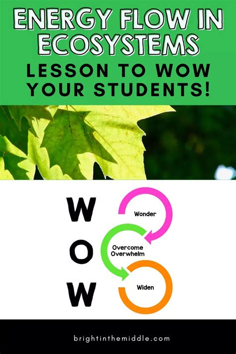 7 Ideas For An Energy Flow In Ecosystems Wow Factor Lesson Teaching