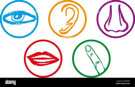Five Senses Illustration Hi Res Stock Photography And Images Alamy