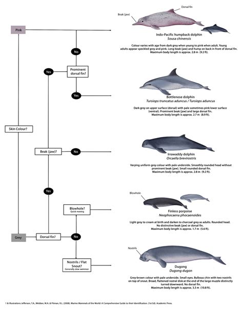 taxo4254 - Dugong dugon