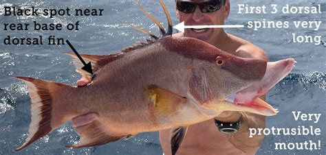 Fish Rules Hogfish In Fl Gulf State Waters