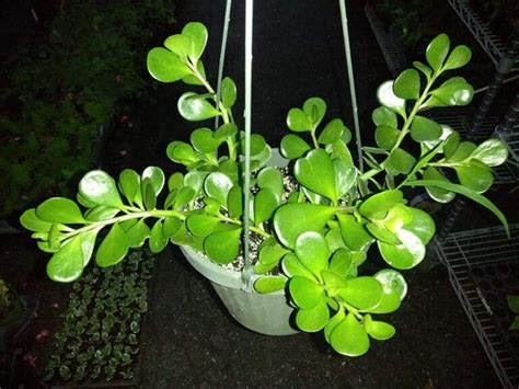 An Ultimate Guide To Trailing Jade Plant Care Plants Craze