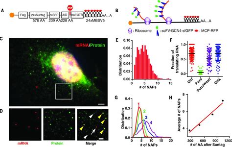 Translation Dynamics Of Single Mrnas In Live Cells And Neurons Science