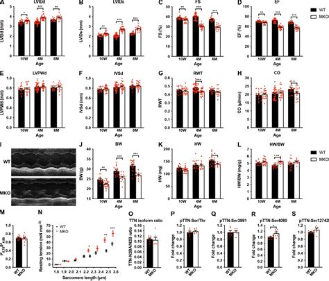 Myopalladin Knockout Mice Develop Cardiac Dilation And Show A