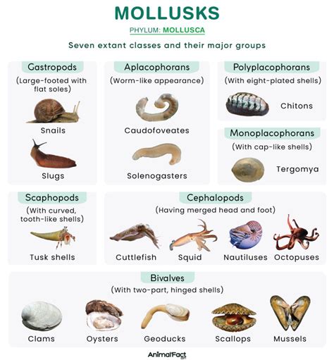 Mollusk Definition List Examples Characteristics And Image