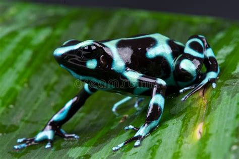 Green And Black Poison Dart Frog Stock Photo - Image of water, pets ...