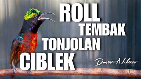 KONIN GACOR FULL ISIAN ROLL TEMBAK TONJOLAN TEMBAKAN BREN CIBLEK AK 47