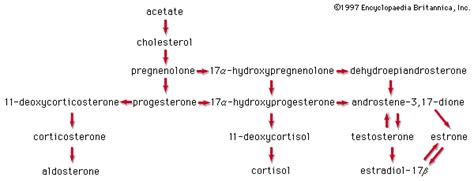 Steroid hormone | Definition, Classification, & Function | Britannica