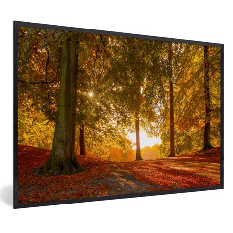 MuchoWow Poster encadré Automne Soleil Forêt Tableau deco avec