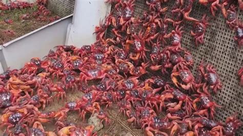 Christmas Island Crab Migration Tommi Gratiana