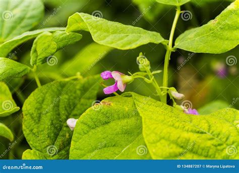 Purple Flowers Of Green Bean On A Bush French Beans Growing On The