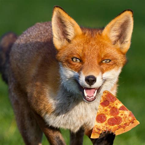 we all eat pizza. — Foxes eat pizza. They cache excess pizza, burying...