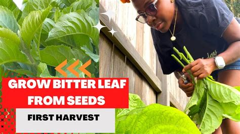 Grow African Bitterleaf Plant From Seeds Bottom Pruning First