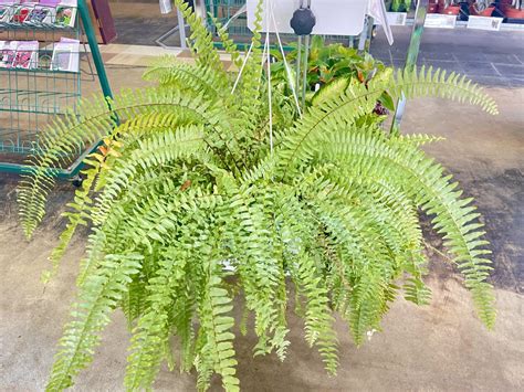 Houseplants – Boston Fern | Apache Seeds LTD