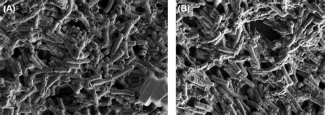 Formation Of Biofilm By C Difficile Sem Imaging Demonstrates