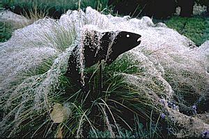 Muhlenbergia Capillaris At San Marcos Growers