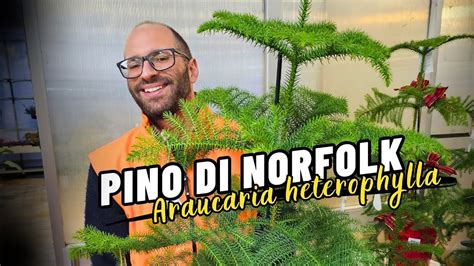 Pino Di Norfolk Araucaria Heterophylla Come Si Cura E Perch