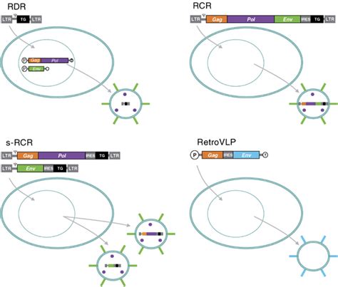 Schematic Representation Of Retroviral Vectors Resulting From