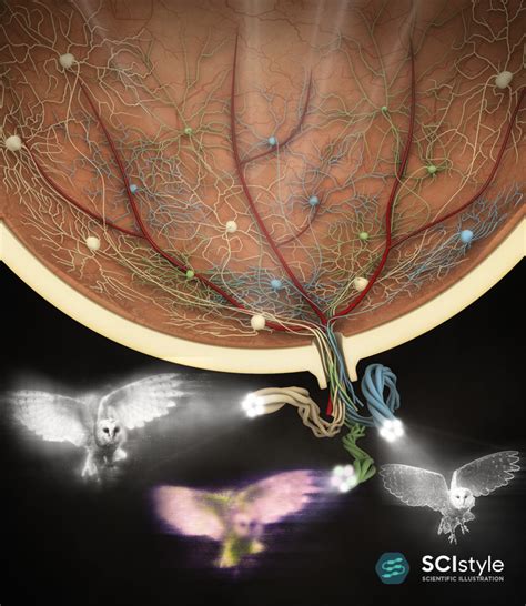 Retinal Ganglion Cells – SciStyle