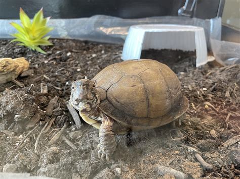 Bioactive Box Turtle Terrarium Advice Rreptiles