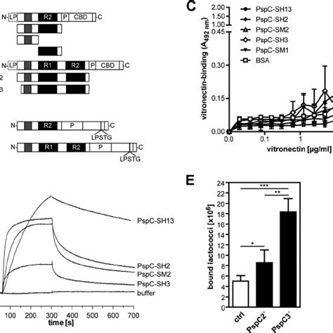 Vitronectin Preferentially Interacts With PspC Proteins Of Subtype 3 A