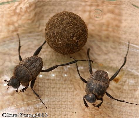 South African Photographs Spider Dung Beetle Sisyphus Bornemisszanus