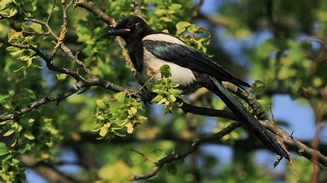 Elster Baum Vogel Kostenloses Foto Auf Pixabay Pixabay