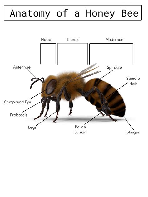 Anatomy Honey Bee Honey Bee Research Centre