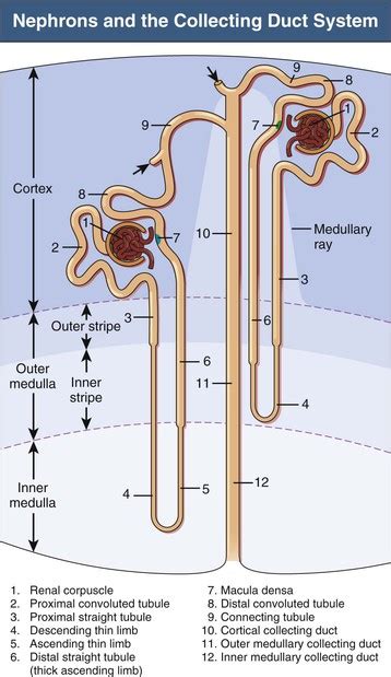 Renal Anatomy Abdominal Key