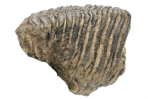 6" Partial Woolly Mammoth Fossil Molar - Poland (#235268) For Sale ...