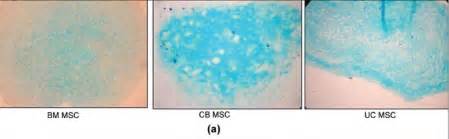 A Differentiation Of Mesenchymal Stem Cells To Chondrocytes