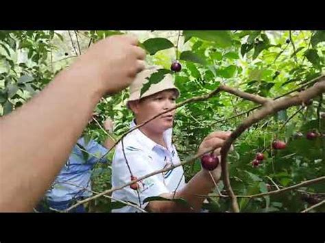 Buah Rukam Jalan Jalan Ke Kebun Yang Masih Di Kelilingi Hutan Ketemu