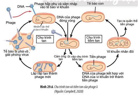 Tr Nh B Y V Gi I Th Ch C C B C Nh N L N C A Phage Trong T B O V T