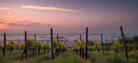 Quest Ce Que Le Vin Naturel A La Rencontre Des Vins Naturels