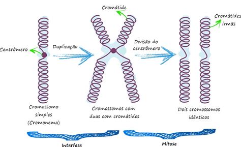 Diferen A Entre Cromatina E Cromossomos Sololearn