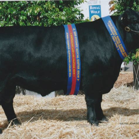 AI-Approved Australian Lowline Cattle Sires - ALCA