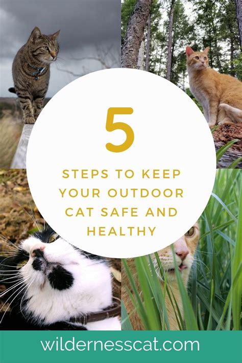 How To Keep Your Outdoor Cats Safe And Healthy Outdoor Cats Cat Safe