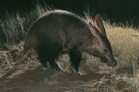 Pin on Aardvark, Aardvarks. African antbear, Cape Anteater, (Orycteropus afer)