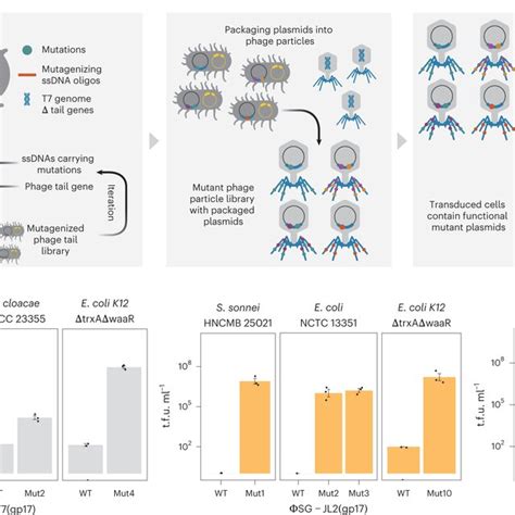 Functional Metagenomics By Reprogrammed Bacteriophage Particles A