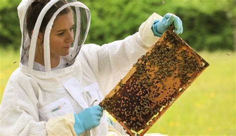 Porsche Settles 650 000 Honey Bees On Its Own Orchard In Germany